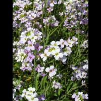 Solidago Virgaurea (ss-esp. Alpestris) (fam. Composees) (Europe) (12)
